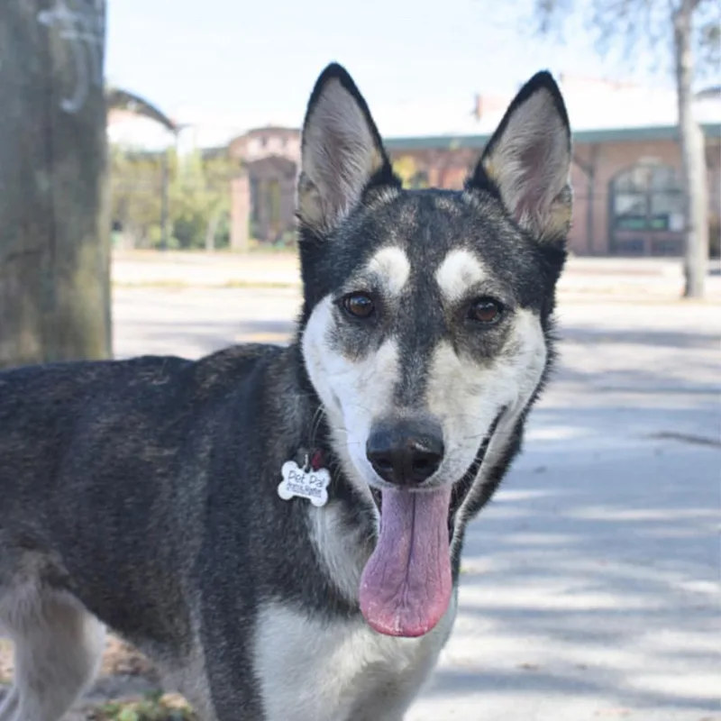 Stella Rose thumbnail 3