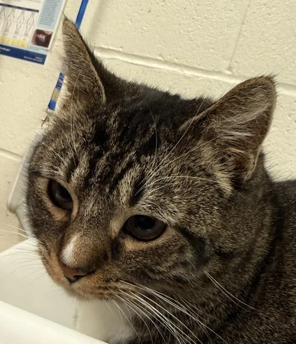 Madeline thumbnail 2