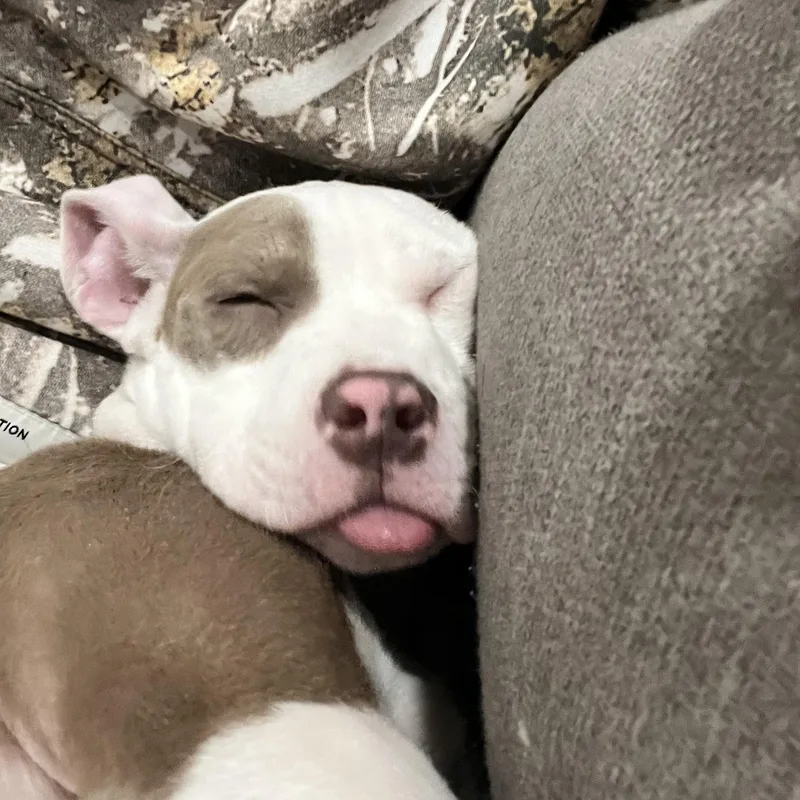 Freckles thumbnail 4