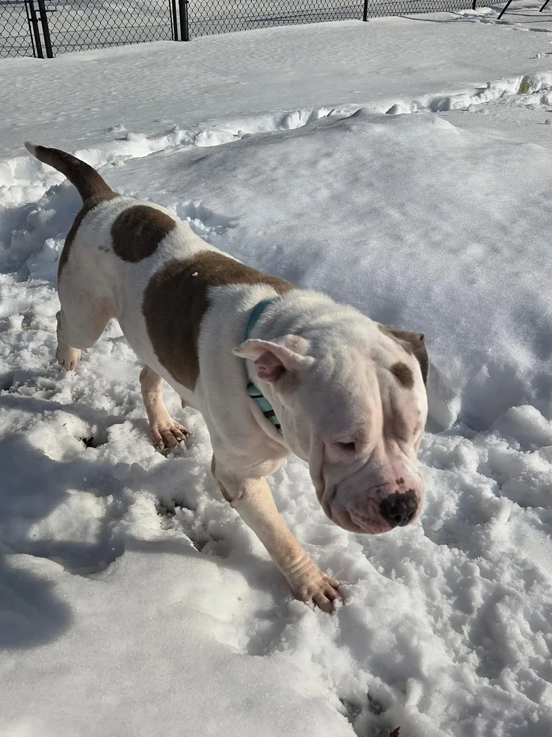 Norma Jean thumbnail 2