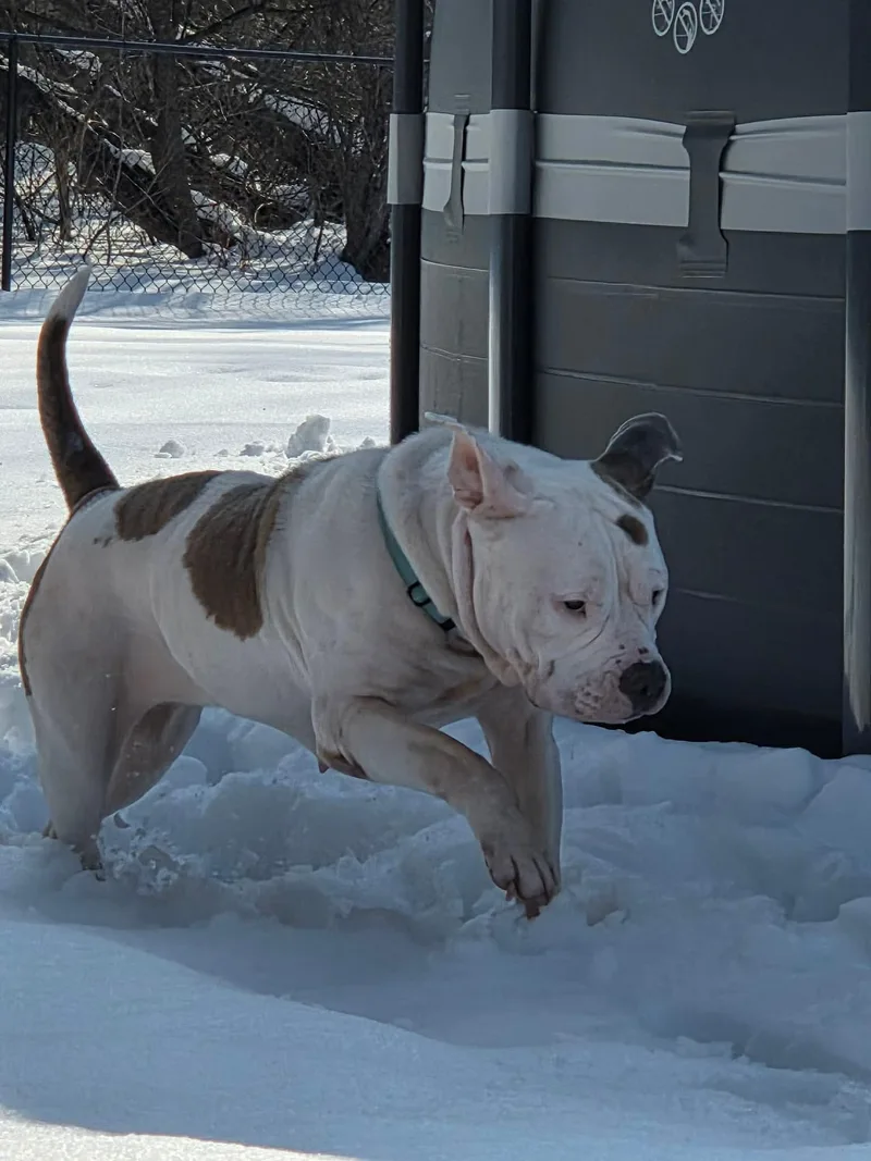 Norma Jean thumbnail 4