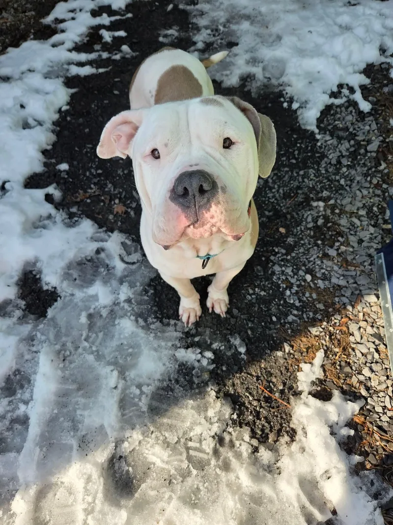 Norma Jean thumbnail 5