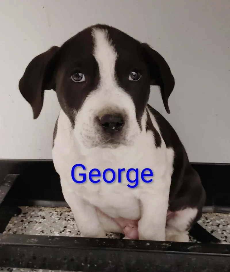 George