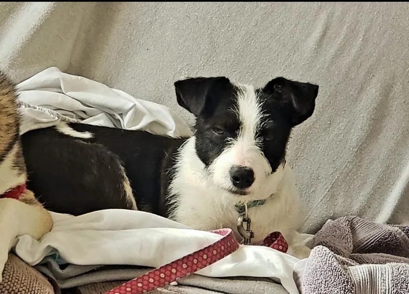 Opal Aka Gladys thumbnail 3