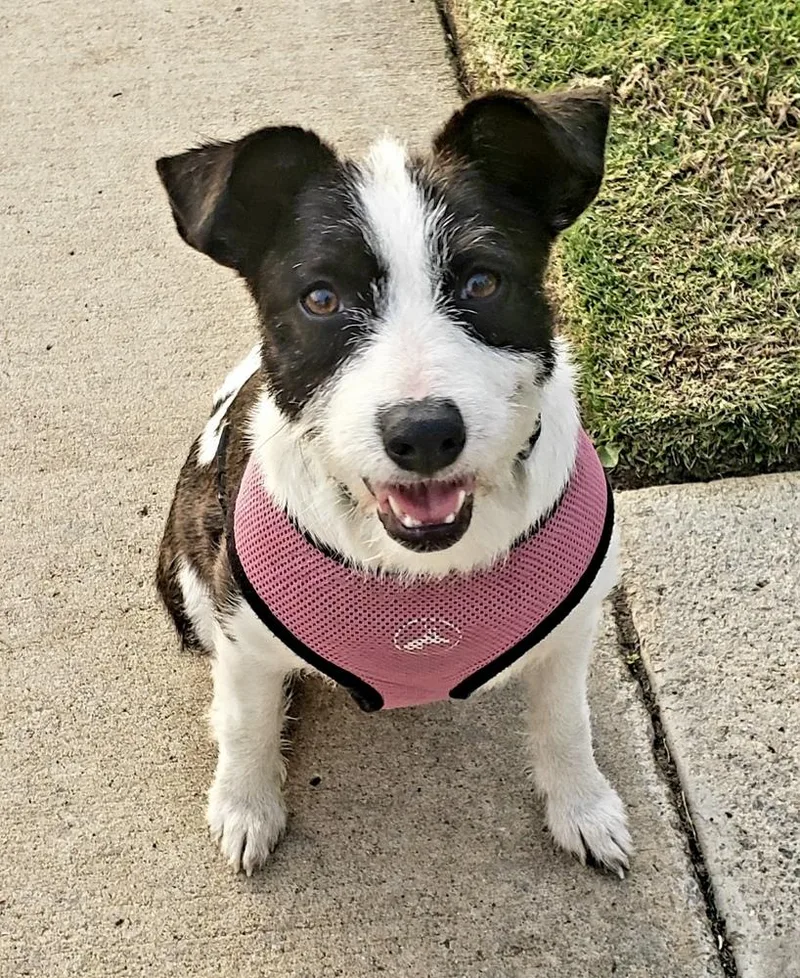 Opal Aka Gladys thumbnail 4