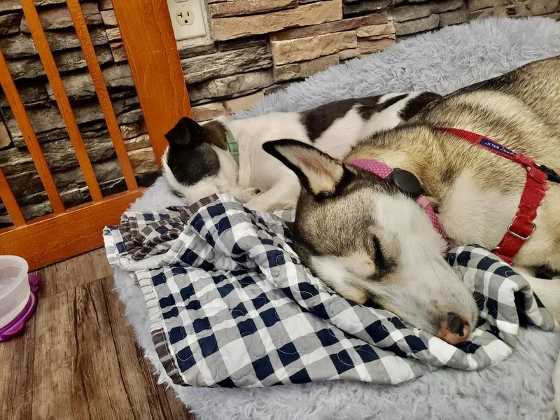 Opal Aka Gladys thumbnail 5