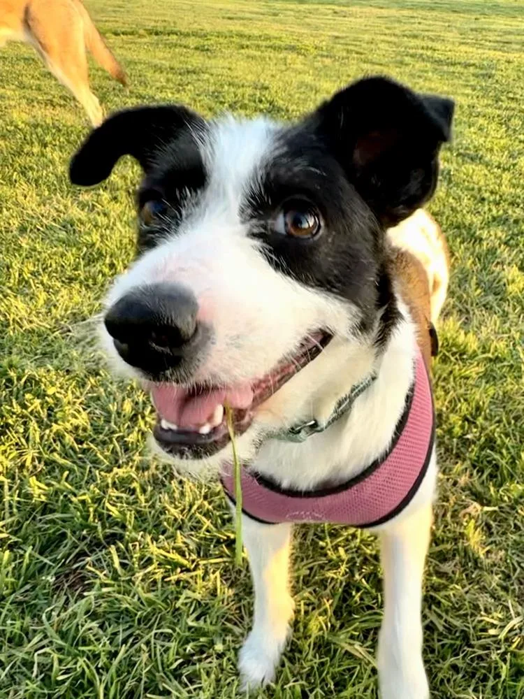 Opal Aka Gladys thumbnail 6