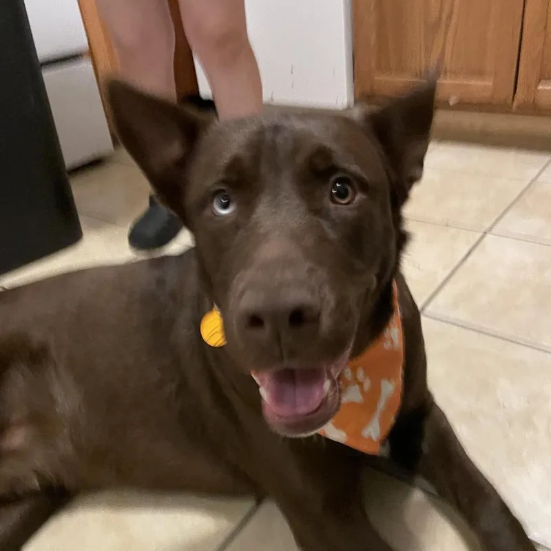 Chocorama thumbnail 2