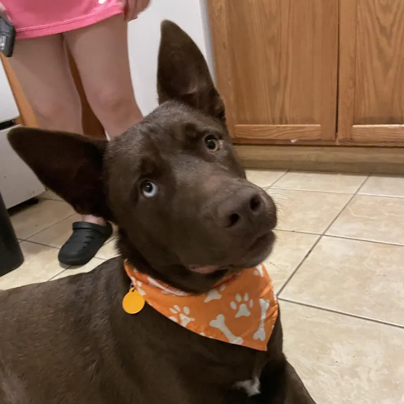 Chocorama thumbnail 3