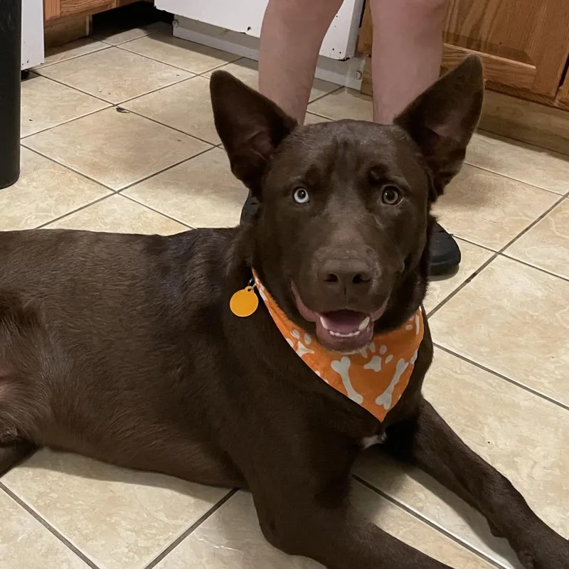 Chocorama thumbnail 4