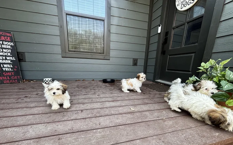 Shih Tzumaltese Puppies!