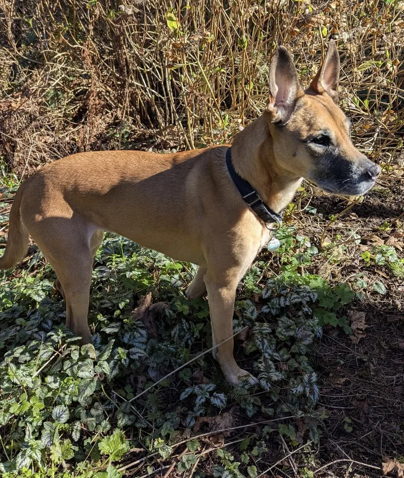 Scarlett thumbnail 2