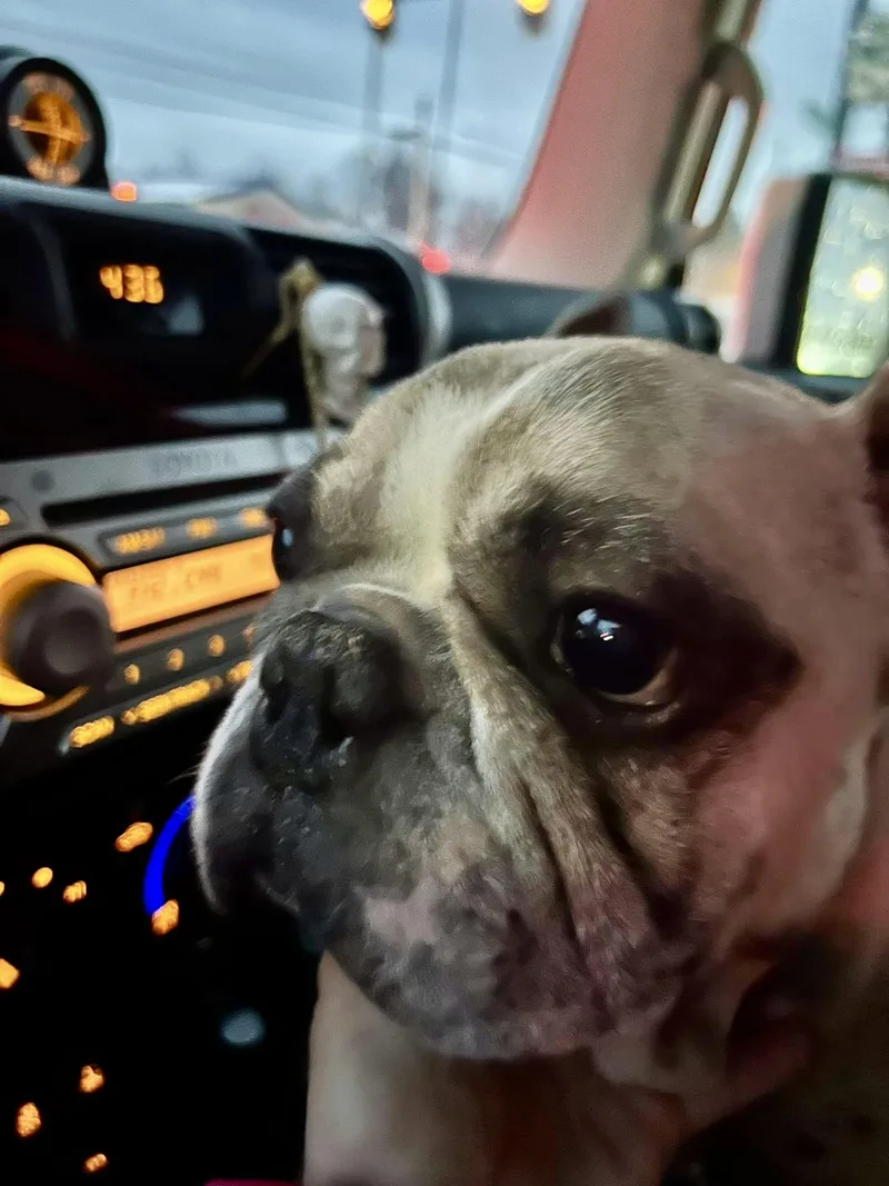 Guccifrench Bulldog thumbnail 2