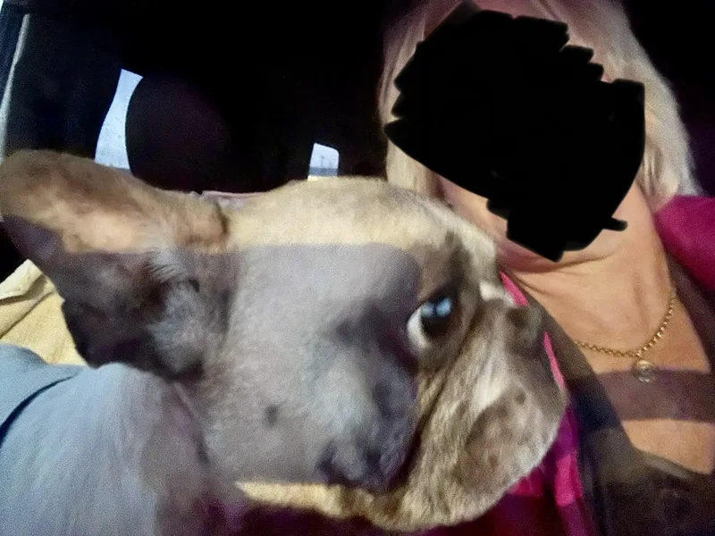 Guccifrench Bulldog thumbnail 4