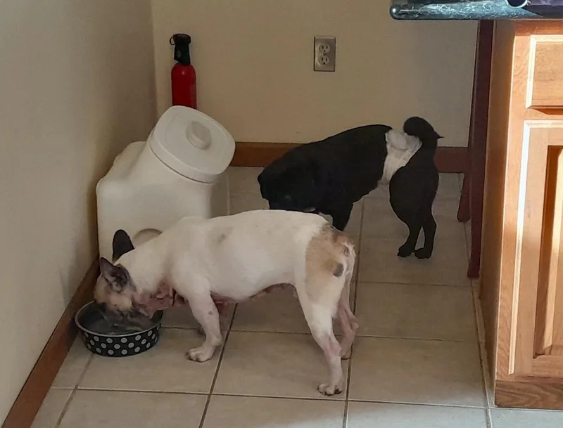 Guccifrench Bulldog thumbnail 5