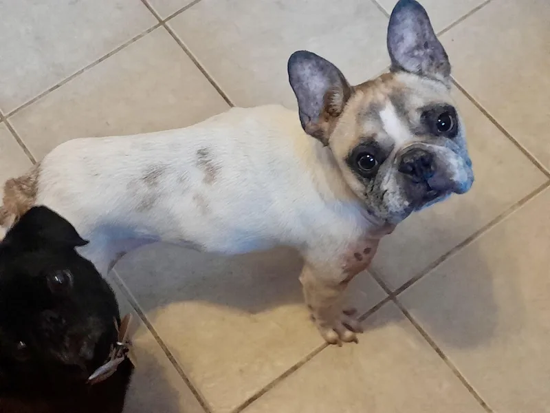 An adult medium-sized male French Bulldog dog named Guccifrench Bulldog for adoption in Torrington, CT