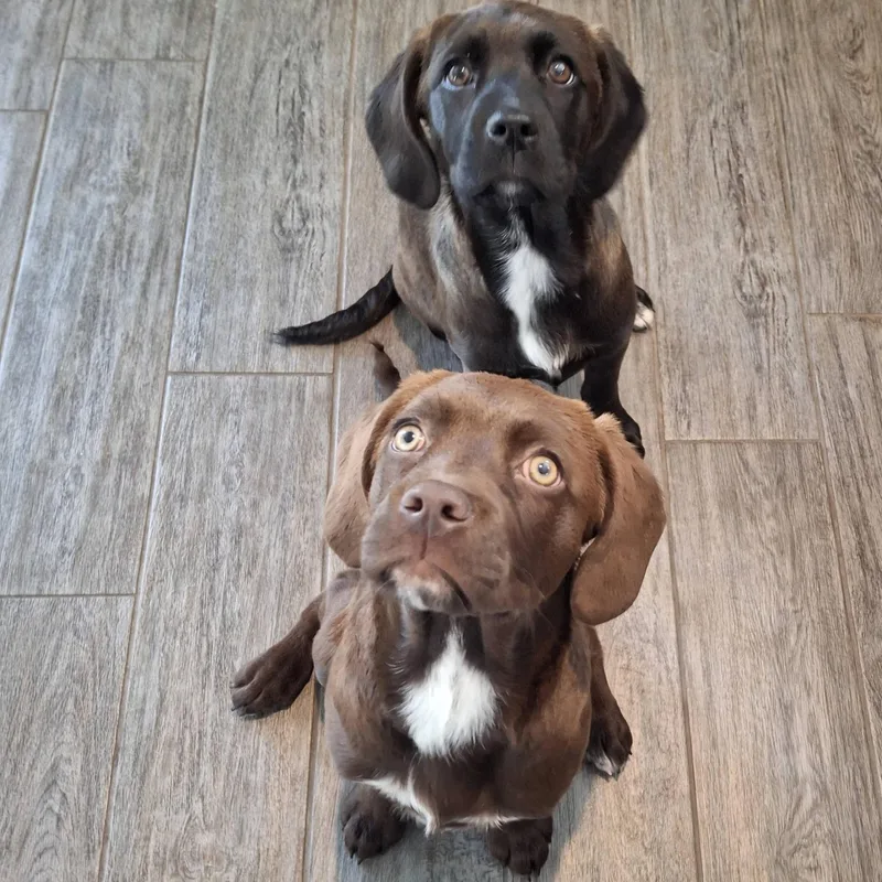 Sapphire thumbnail 2