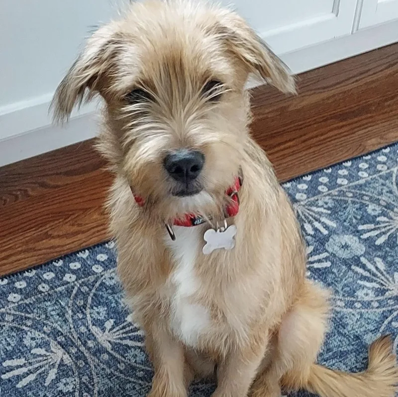 A baby medium-sized male Border Terrier dog named Cheeto for adoption in Norwalk, CT