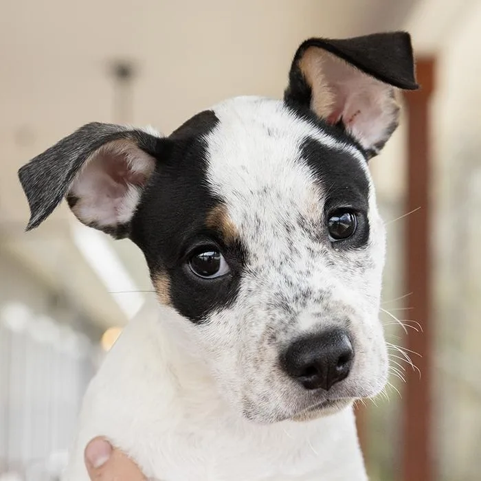 A baby medium-sized female White / Cream Pit Bull Terrier dog named Viola for adoption in Slidell, LA