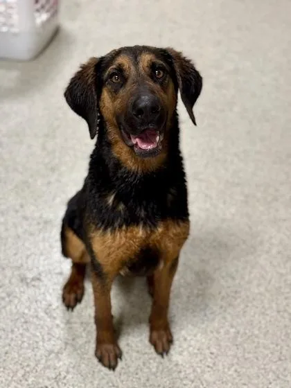 An adult medium-sized male Black Bloodhound dog named Tex for adoption in Downers Grove, IL