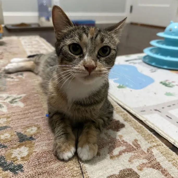 Sunflower thumbnail 2