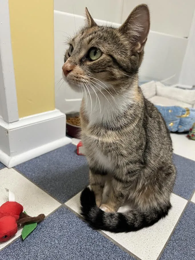 Sunflower thumbnail 3