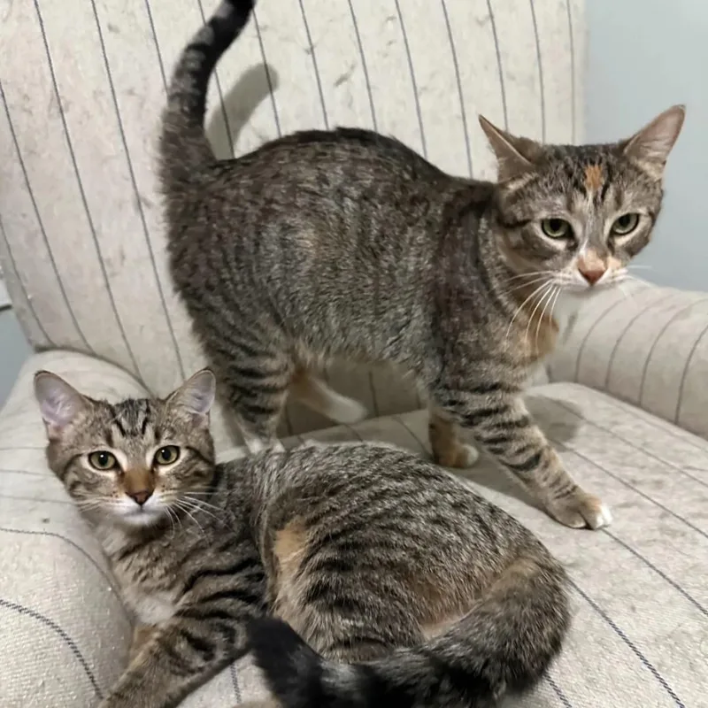 Sunflower thumbnail 4