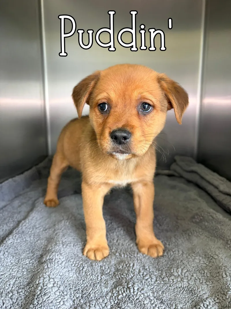 Puddin
