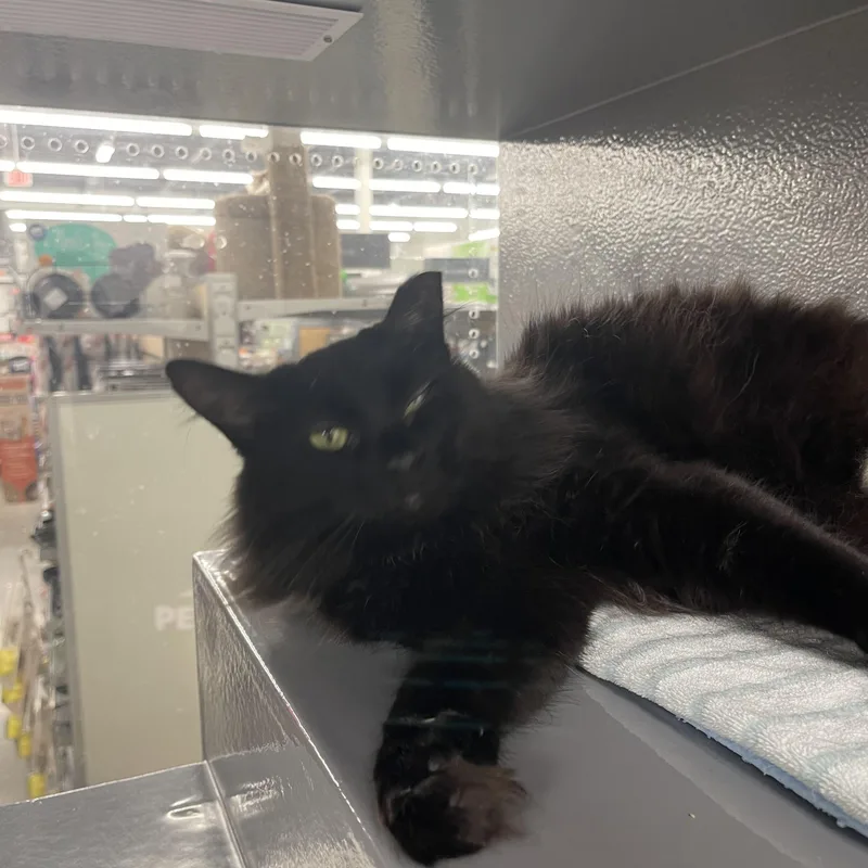 Tootsie Roll thumbnail 2