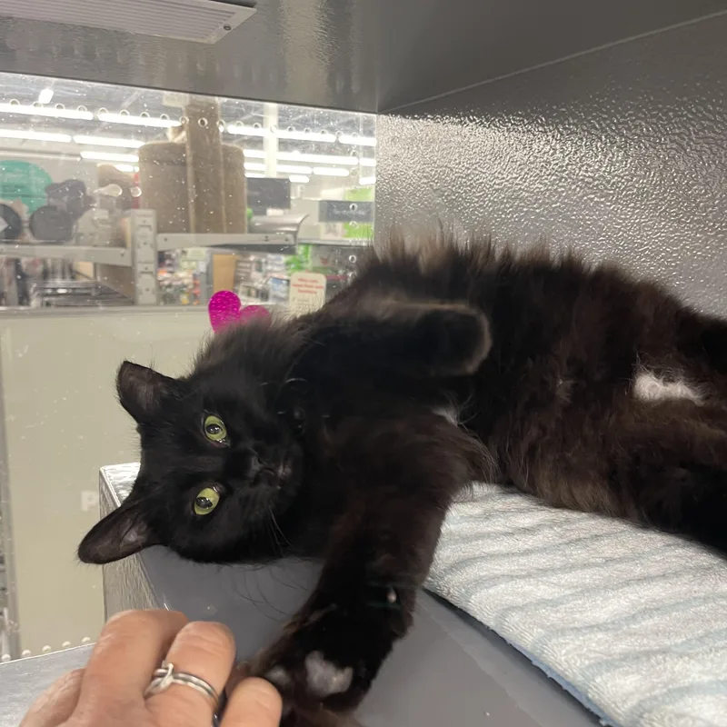 Tootsie Roll thumbnail 3