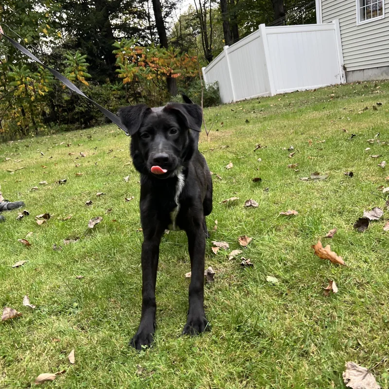 A young medium-sized female German Shepherd Dog dog named Sunni for adoption in Bowdoin, ME
