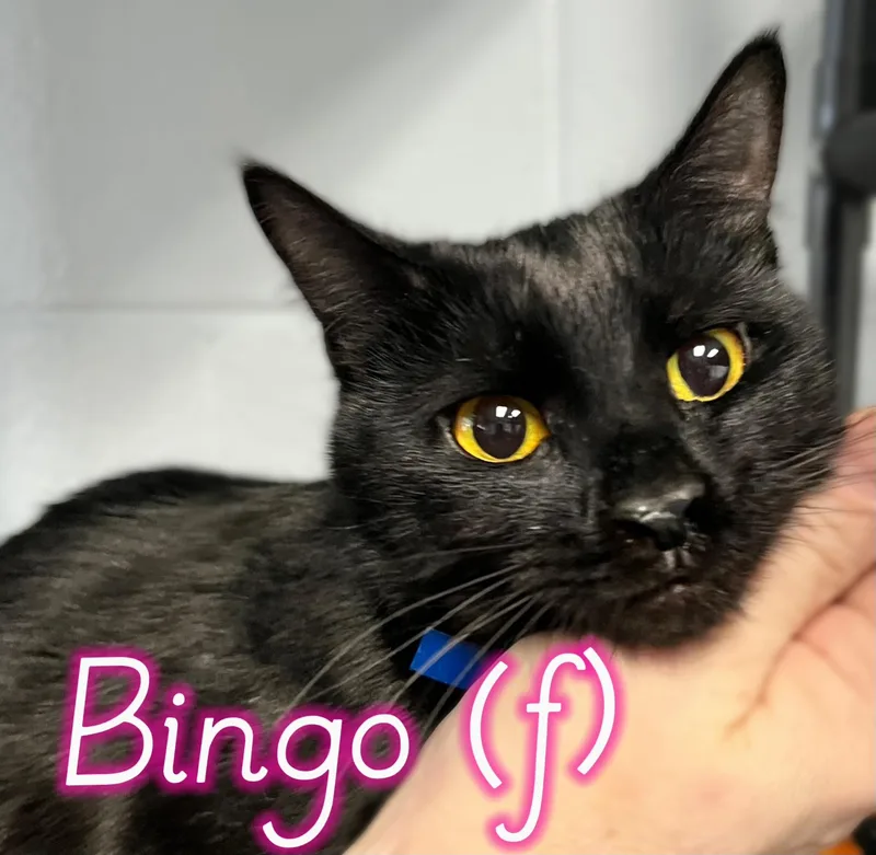 A young medium-sized female Black Domestic Short Hair cat named Bingo for adoption in Morganton, NC