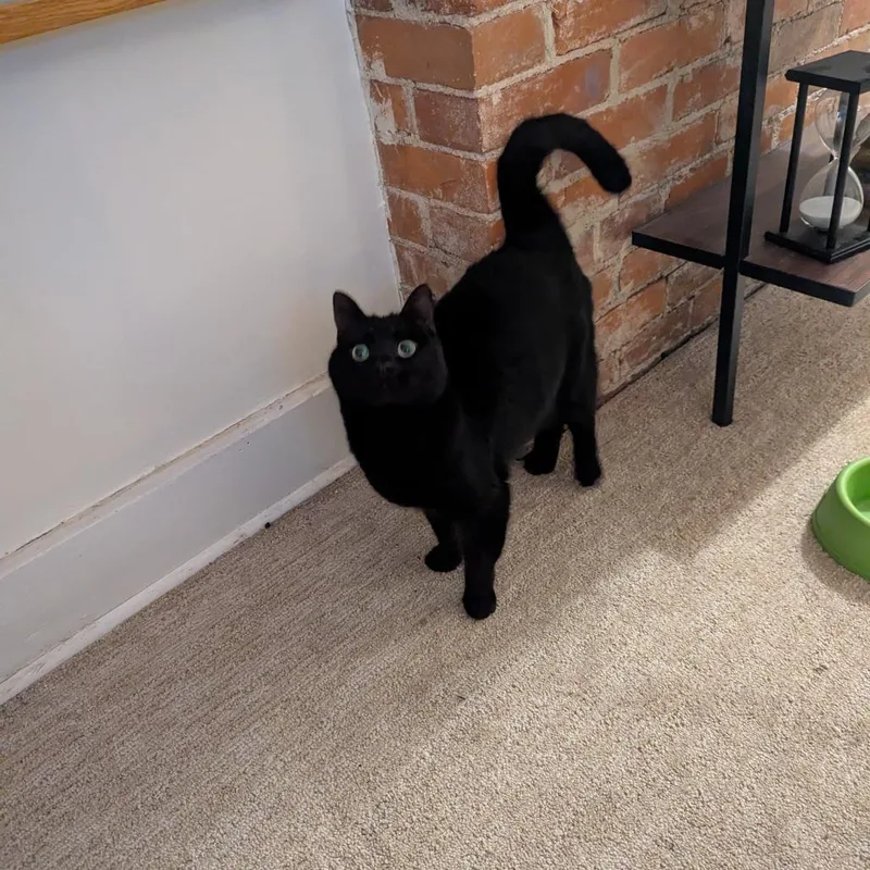 Hash Browns thumbnail 2