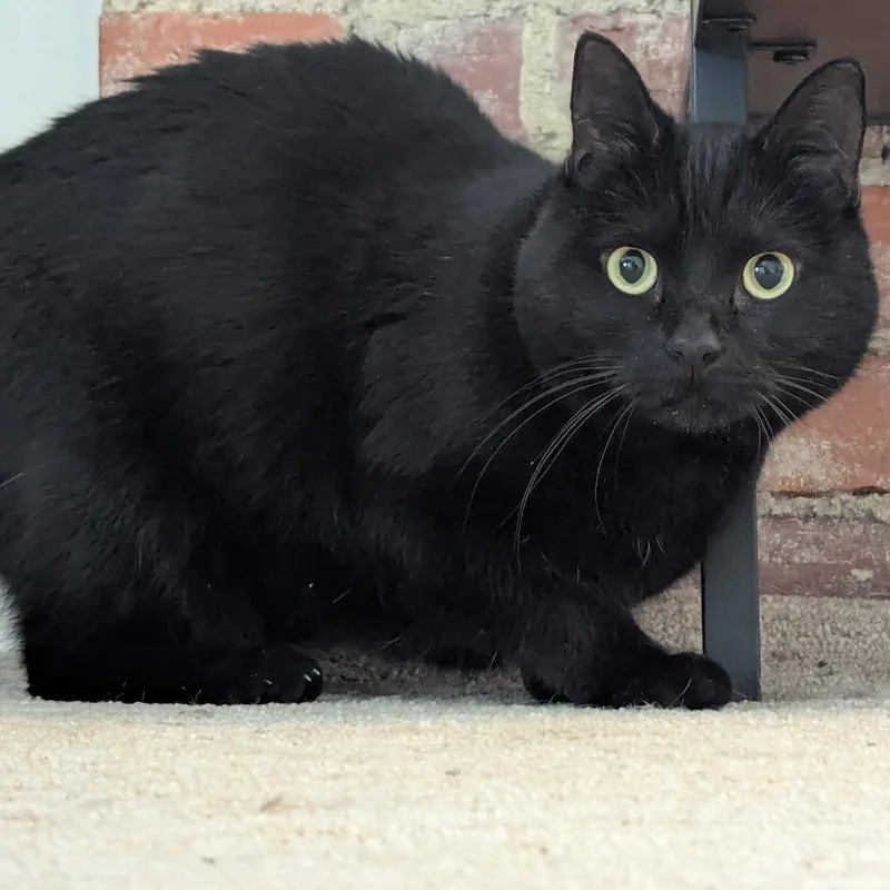 Hash Browns thumbnail 3