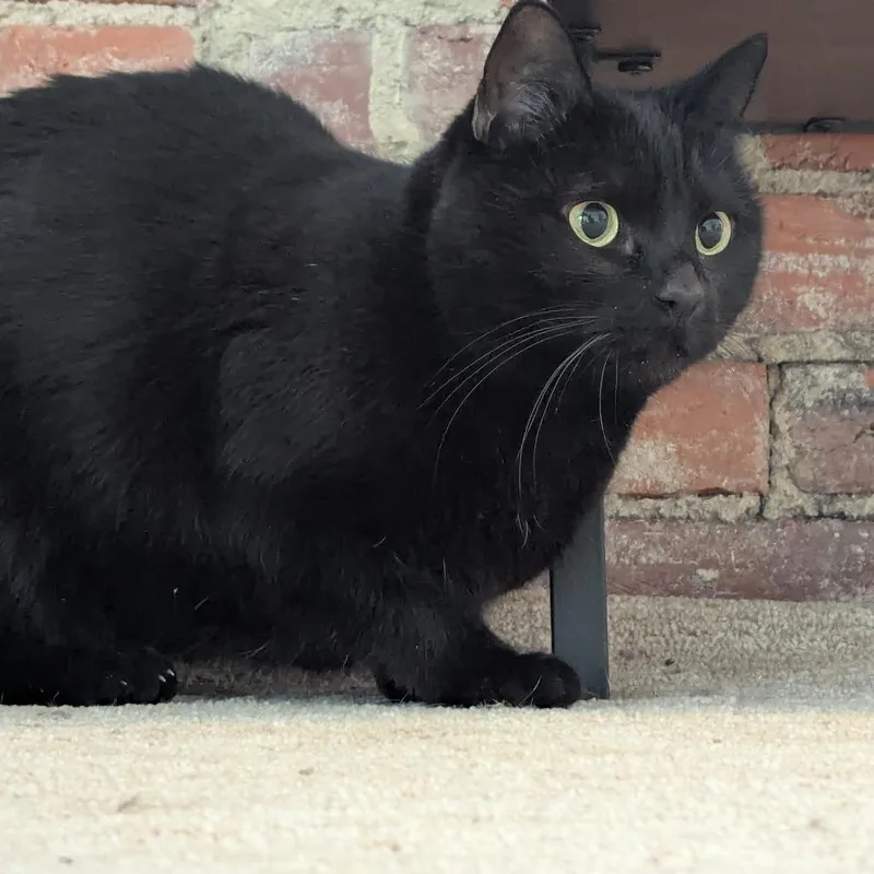 Hash Browns thumbnail 4