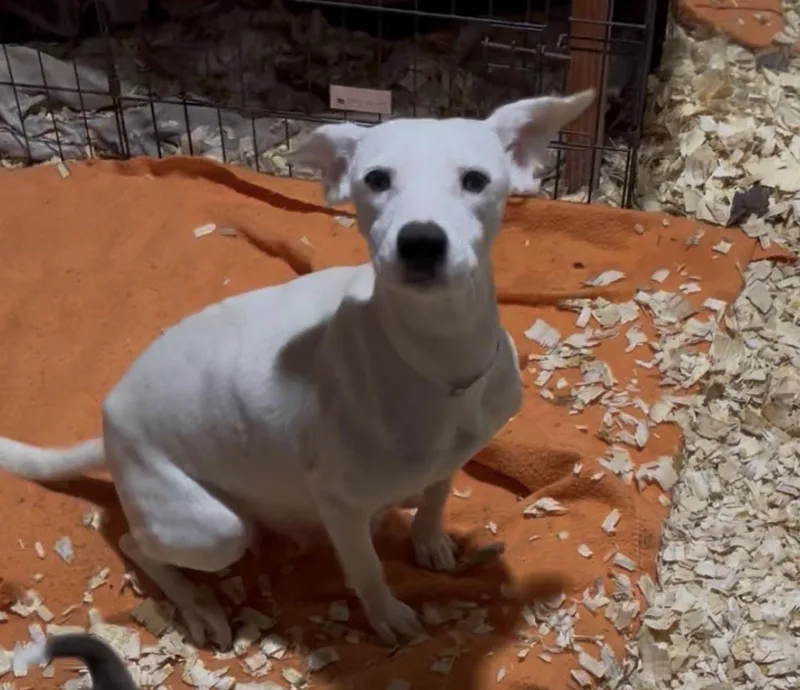 Chantilly Cake thumbnail 3