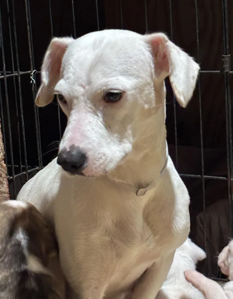 Chantilly Cake thumbnail 5