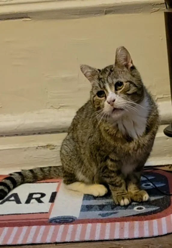 A senior medium-sized male Domestic Short Hair cat named Lenny for adoption in Brooklyn, NY