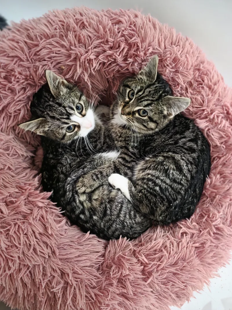 Patricia And Roseanna Arcat thumbnail 2