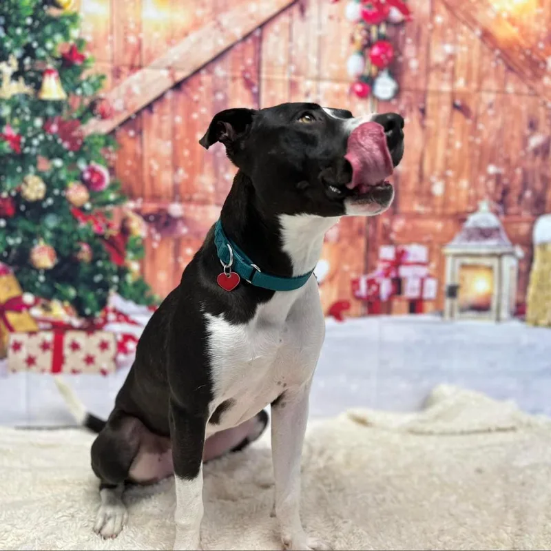 An adult large-sized male Labrador Retriever dog named Cooper for adoption in St. Peters, MO