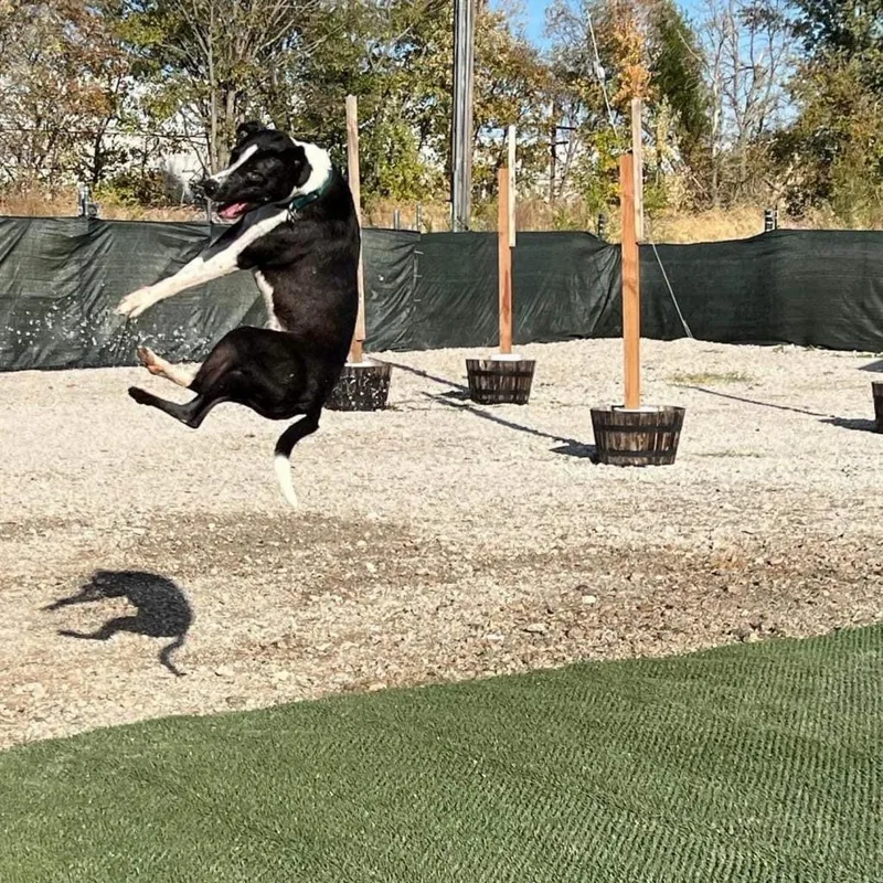 Cooper thumbnail 4