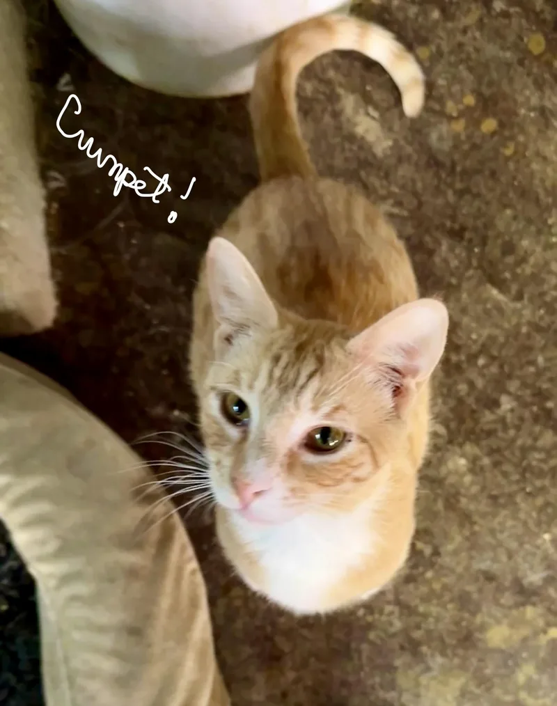 Gingersnap thumbnail 2