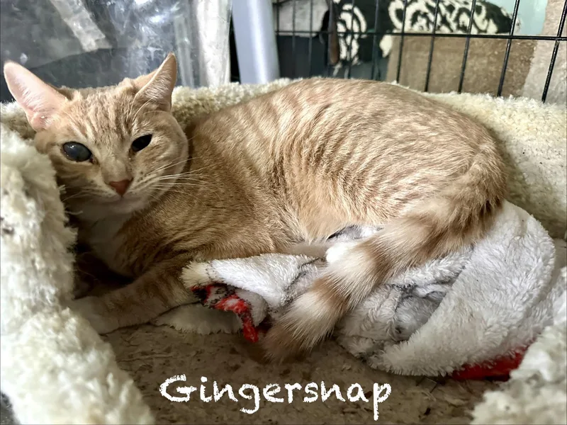 Gingersnap