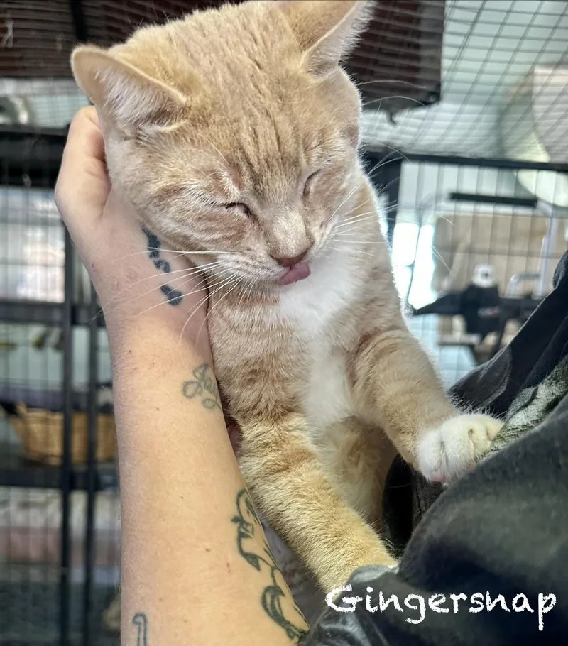 Gingersnap thumbnail 3