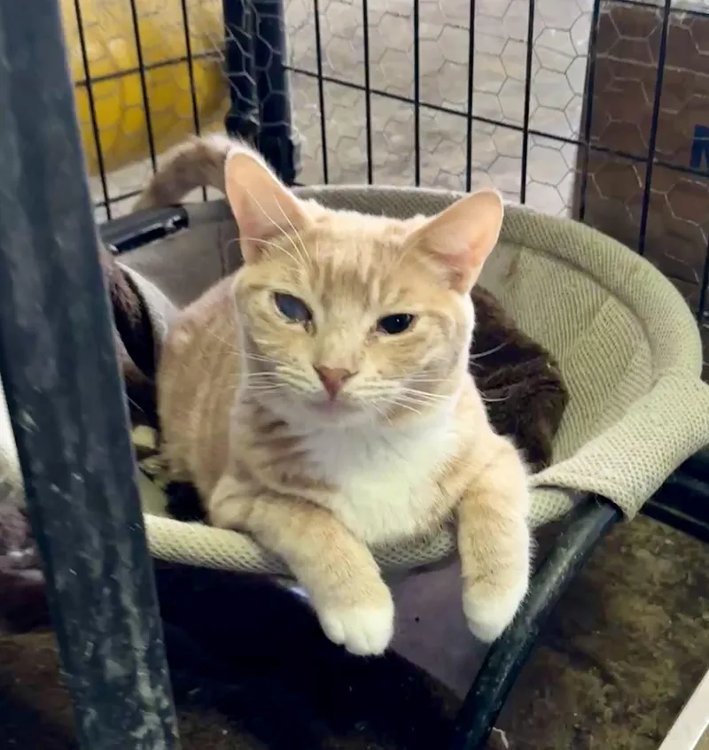 Gingersnap thumbnail 4