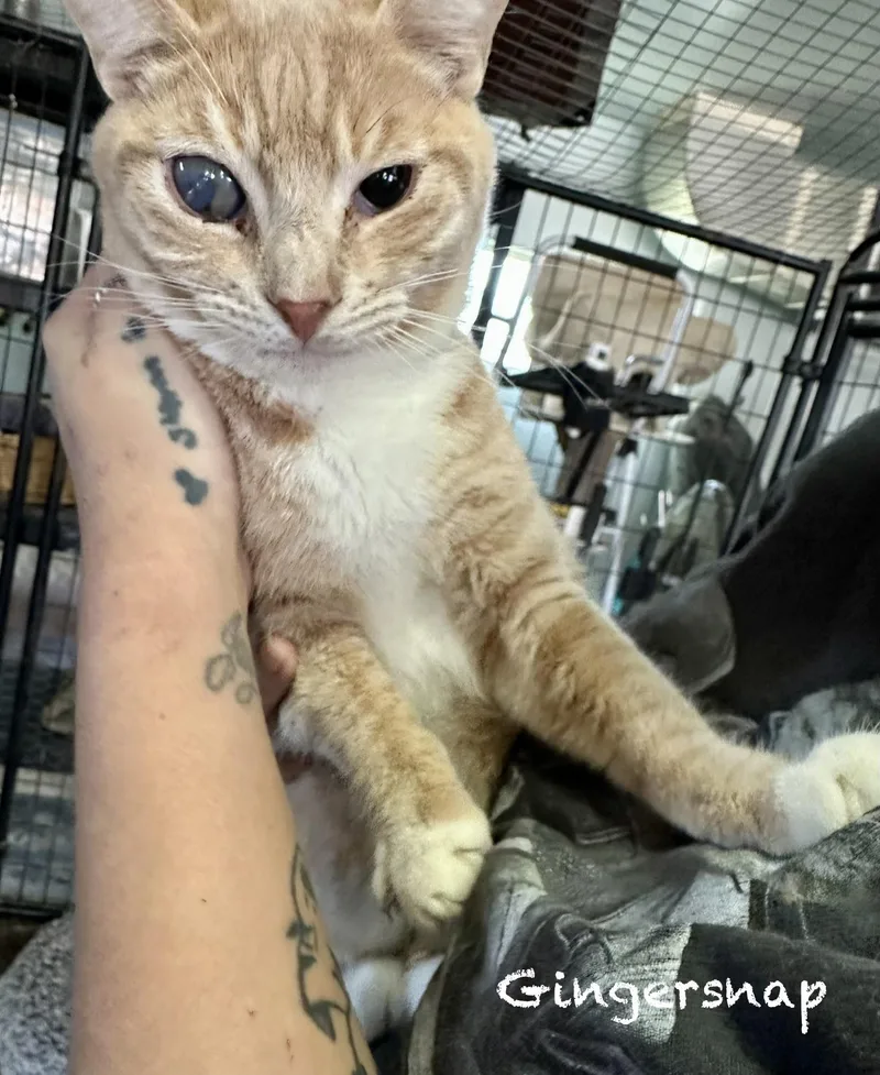 Gingersnap thumbnail 5