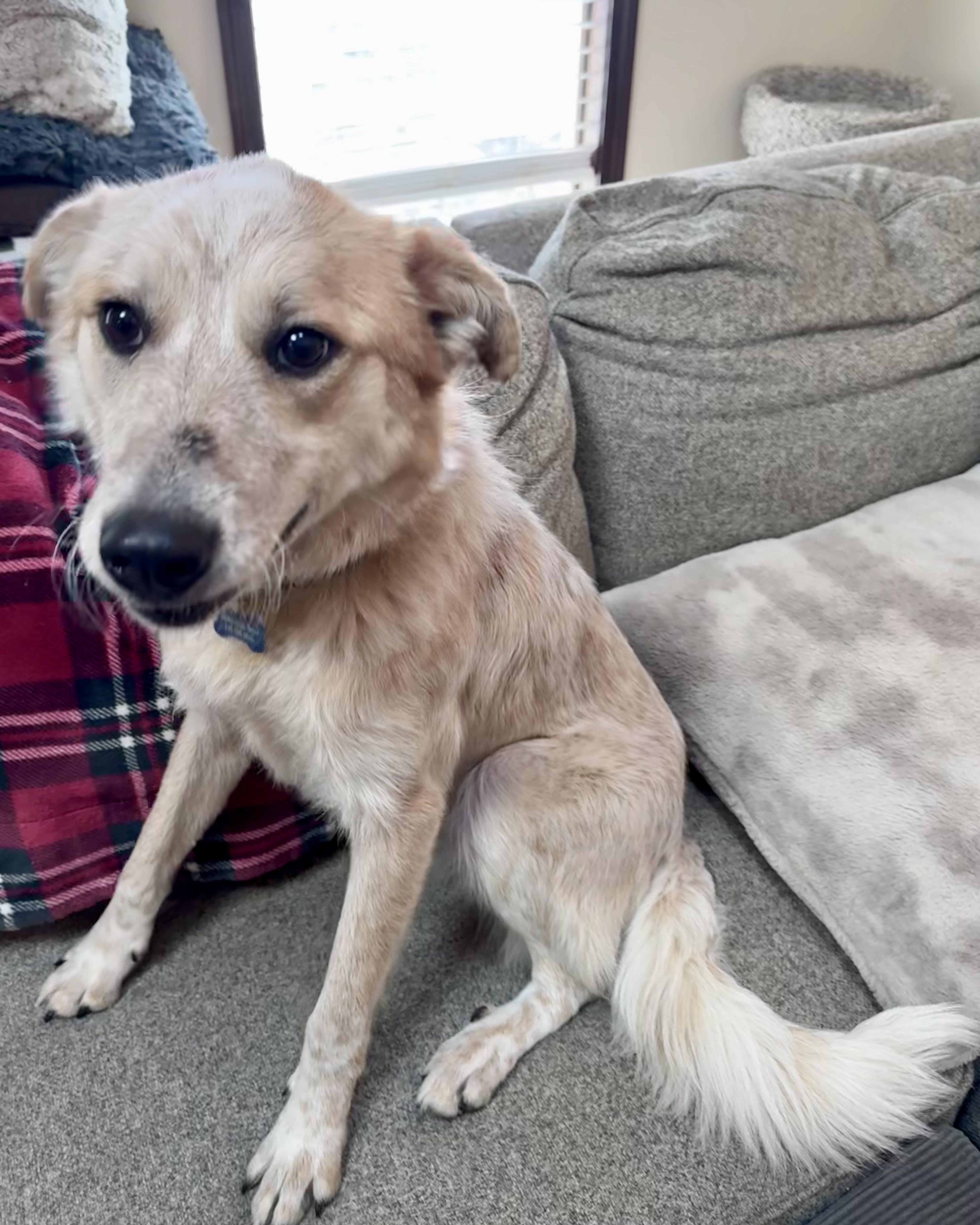 Sunflower thumbnail 4