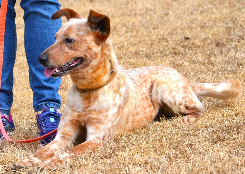 Stevie Good Boy! thumbnail 2