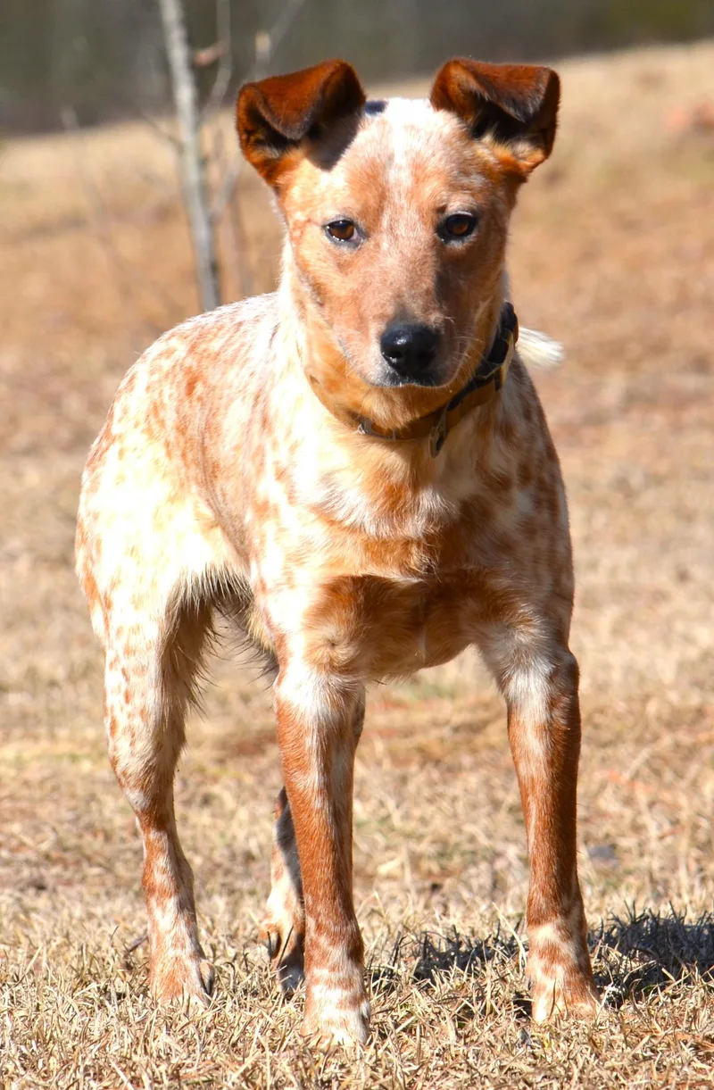 Stevie Good Boy! thumbnail 3