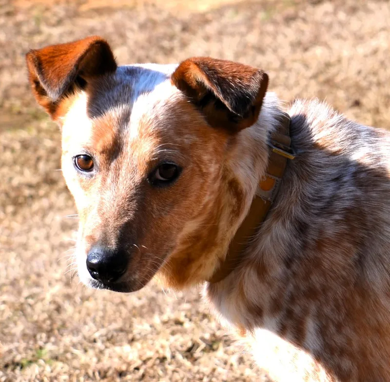 Stevie Good Boy! thumbnail 4